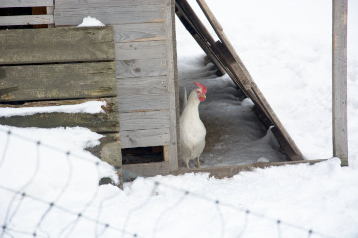 Huhn im Schnee im Garten Erdenreich Schildau