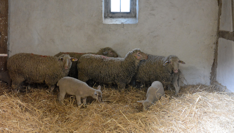 Pfarrscheune Schildau - Schafe im Stall nach der Ankunft