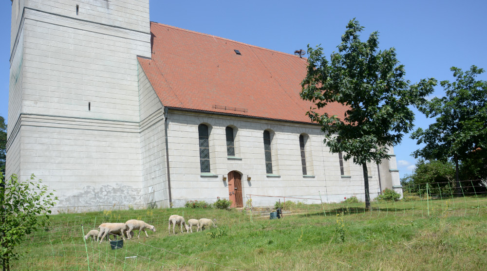 Beweidung der Grünflächen vor St.Marien Stadtkirche Schildau