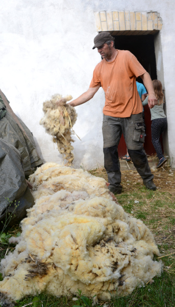 Edler Rohstoff - Merinowolle Wollhaufen nach der Schur