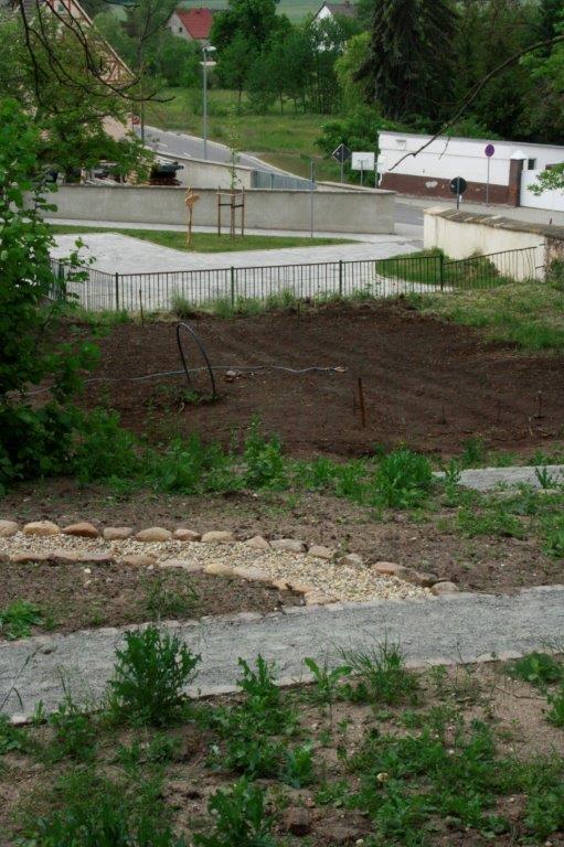 Учні початкової школи посадили картоплю у травні 2020 року.