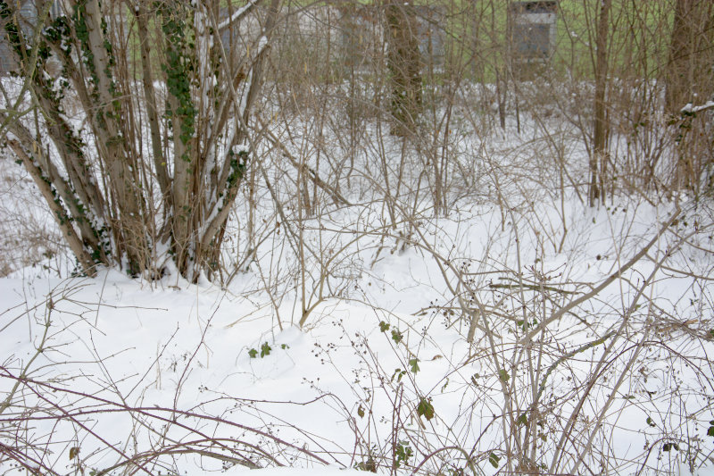 Winter in der schneebedeckten Wildnis-Zone im Garten Erdenreich