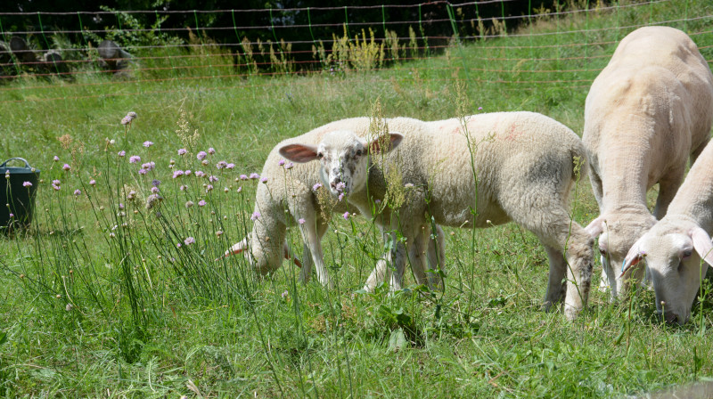 Schafe verbeißen selektiv - bei der Öko-Wiesenpflege