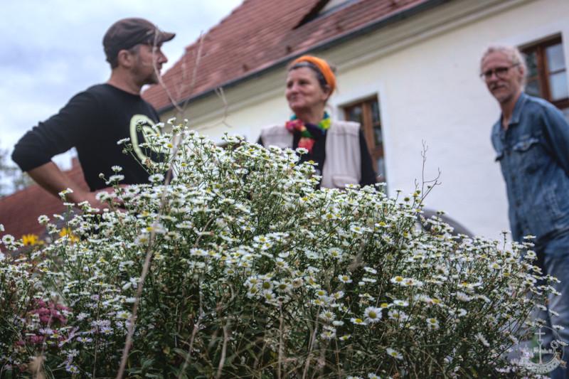 Berufskraut in voller Blüte auf dem Kirchberg in Schildau