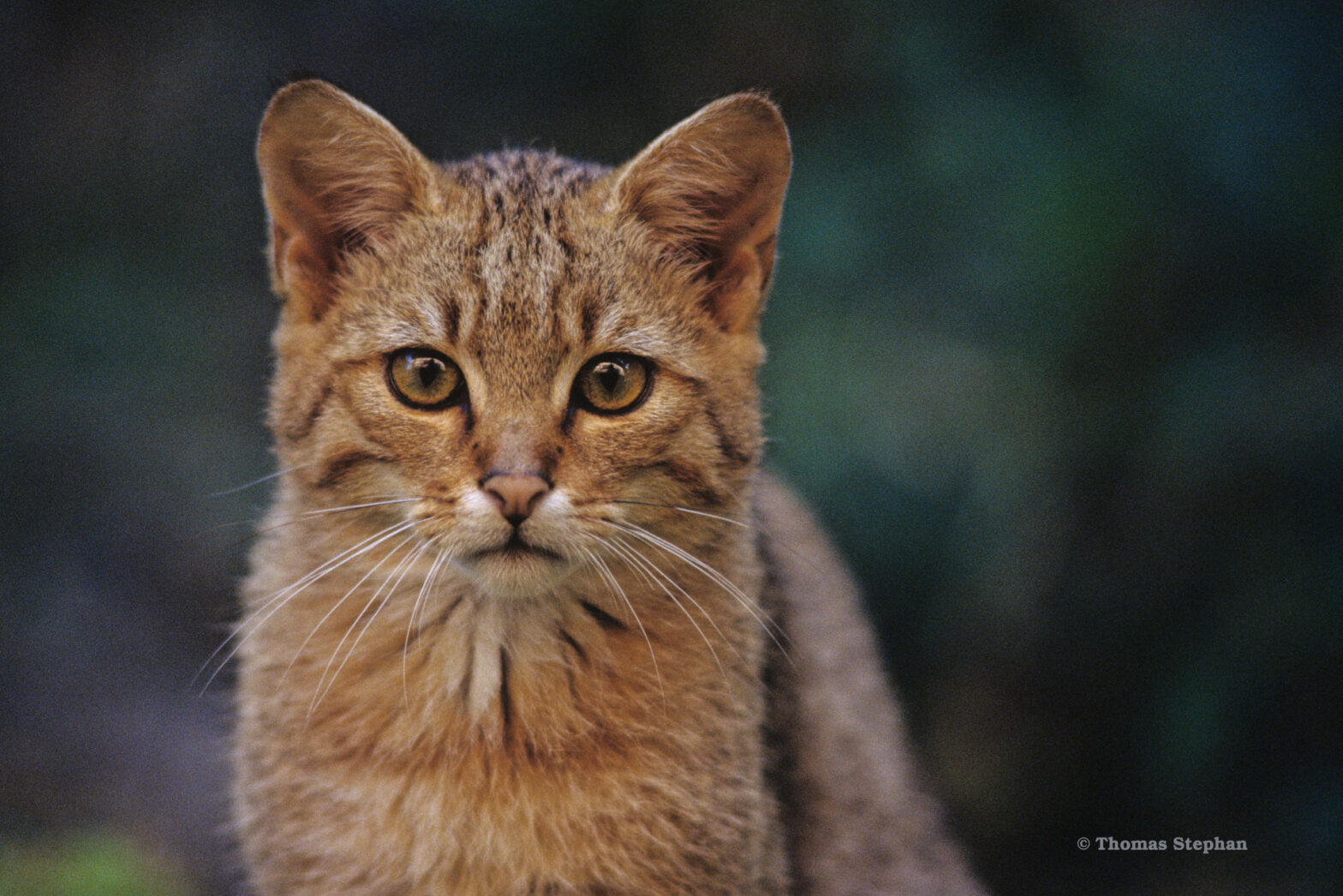 Schweiz, Zürich, Gehege, Wildkatze, BUND e.V. Bundesgeschäftsstelle; Projekt Wildkatzensprung, Projektmanagerin: Christiane Bohn,